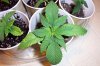 grow 022.jpg