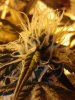 Afghan Kush x Yumbolt. (pollinated) 4 sure.! 10-08.jpg