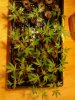 Clones of BBY'S, Cotton Candy, Purple Trainwreck and Bluecheese. 10-11.jpg