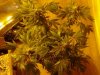 Afghan Kush x Yumbolt. 20 days flowering. 10-12.jpg