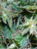 trimmed AK-49. 10-14.jpg