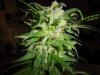 2012 christmas grow 017.jpg