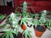 2012 christmas grow 075.jpg