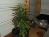 white widow grow 007.jpg