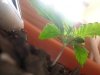 IMG_20131015_004042.jpg