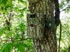 httpwww_thediyhunter_comimagesjournal2013trail-camsbrowning-recon-camo-trail-cam-l.jpg