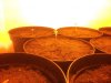 day 5 seedling 3.jpg