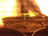 day 10 seedling 3.jpg