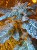 Afghan. 10-29 36 days flowering..jpg