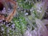 Trichs.jpg