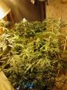 Big crop. mixed strains flowering. 11-04.jpg