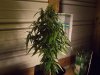 white widow grow 009.jpg