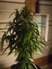 white widow grow 010.jpg