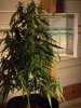 white widow grow 011.jpg