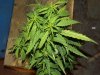 white widow grow 012.jpg