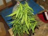 white widow grow 013.jpg