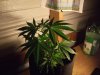 white widow grow 015.jpg