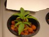 Day 22 - Aurora Indica #1.jpg