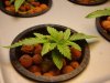 Day 22 - Mazar X Afghan #1.jpg