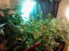 More ladies (strains) added to flower room#1. 11-10.jpg