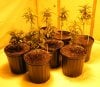 White Widow, Sensi Star, Lemon Haze, Pineapple Chunk and Berkeley Dream.jpg