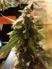 Berry Bomb. day of crop. trichs turned overnight! 11-12.jpg