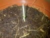 seedling1.jpg