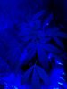 Mazar x White Rhino. veg (blue light special) ;) 11-14.jpg