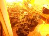 day 31 seedling 5.jpg