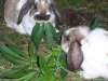 stoner_bunnies.jpg