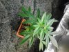 Mazar x White Rhino veg. 11-16.jpg