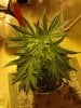 Jack The Ripper#1 flowering. 11-16.jpg