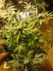 tops of Pure Kush. day 23. 11-16.jpg