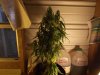 white widow grow 025.jpg