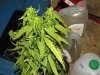 white widow grow 027.jpg