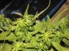 white widow grow 028.jpg