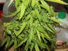 white widow grow 029.jpg