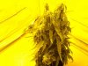 white widow grow 031.jpg