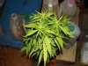 white widow grow 040.jpg