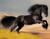 black horse.jpg