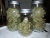 2672942d1369575907-skunk47-10days-curing-jars-update-20130526_083918.jpeg