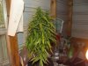 white widow grow 048.jpg