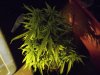 white widow grow 050.jpg