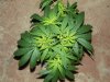 white widow grow 054.jpg