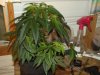 white widow grow 058.jpg