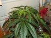 white widow grow 059.jpg