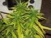 white widow grow day 36 and day 8 013.jpg