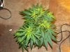 white widow grow day 36 and day 8 004.jpg