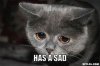 sad-cat-meme-generator-i-has-a-sad-dcbfdd.jpg