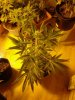 Jack The Ripper#1. untopped. 12-03 12 days flowering..jpg